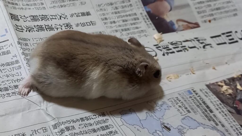 小太郎ほふく前進