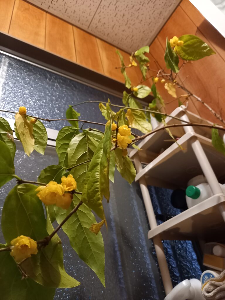 鉢植えの蝋梅の花別角度