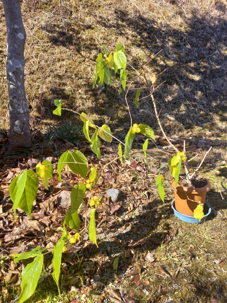 鉢植えの蝋梅の花ズームアウト写真（外）